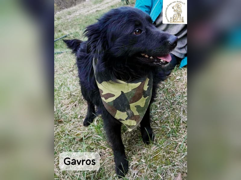 Gavros – einer, der das Leben erst noch richtig entdecken möchte!