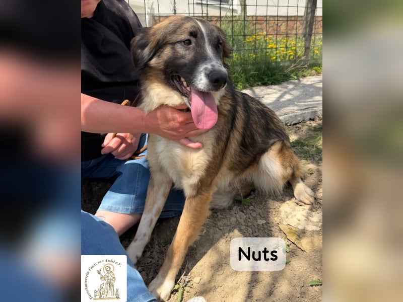 Nuts – manche Seelen tragen ihren Zauber ganz leise!