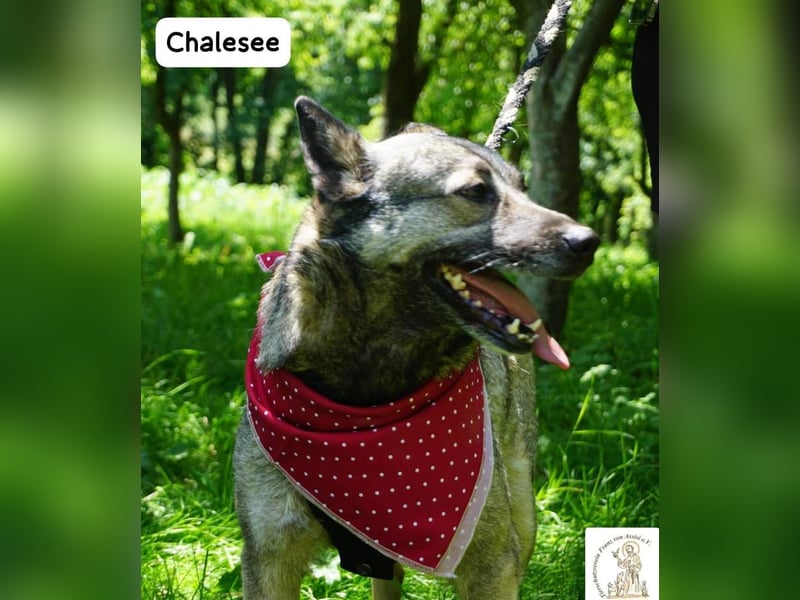 Chalesee – willensstark & wundervoll – und heimlich Prinzessin!