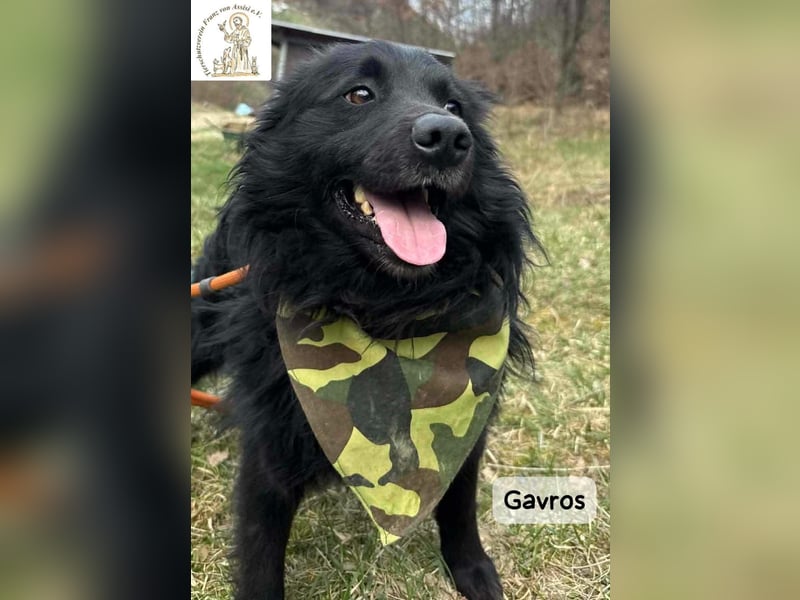 Gavros – einer, der das Leben erst noch richtig entdecken möchte!