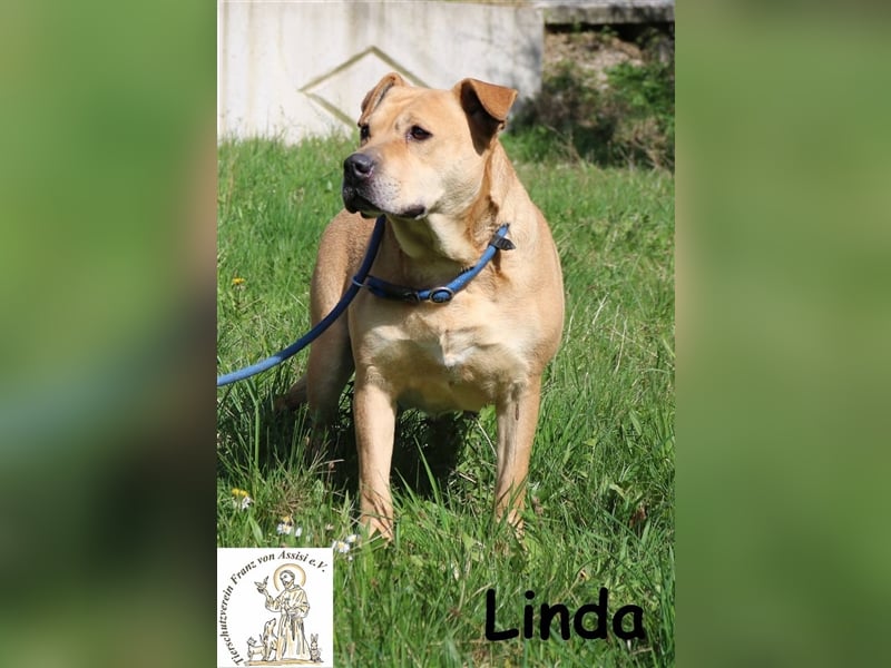 Linda - verschmust und fröhlich