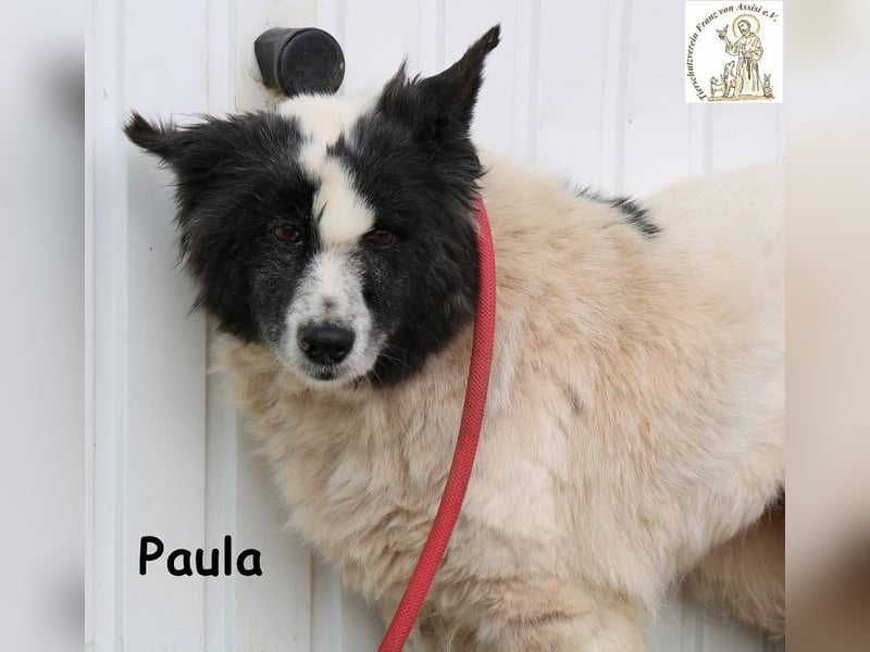 Paula – sucht ein Zuhause, damit ihre Seele heilen darf!