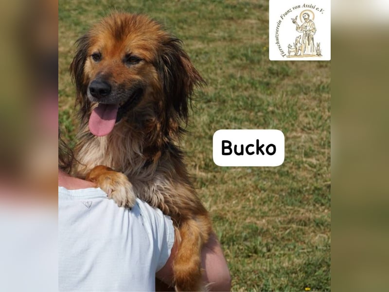 Bucko – Manche Helden tragen Fell!