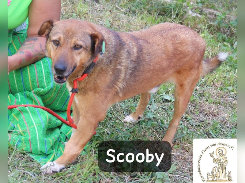 Scooby – kein Jungspund mehr, aber längst nicht fertig mit dem Leben!