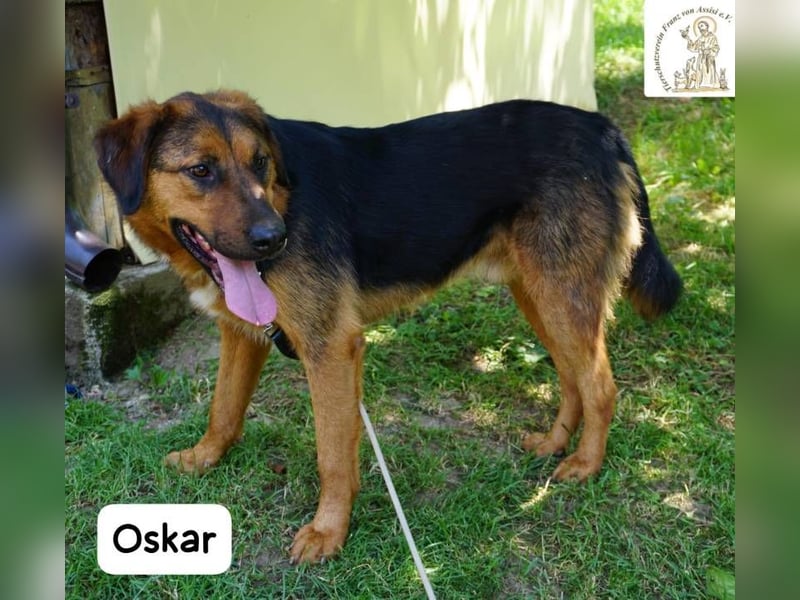Oskar – Für besondere Menschen, die besondere Hunde verstehen!
