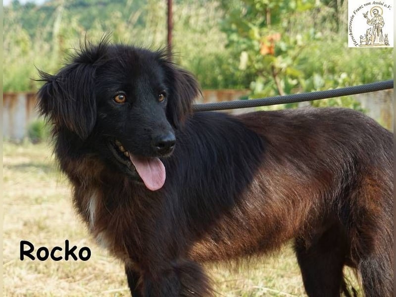 Rocko – treuer Begleiter fürs Leben