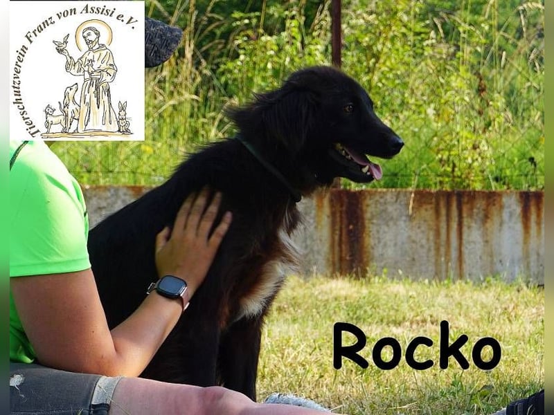 Rocko – treuer Begleiter fürs Leben