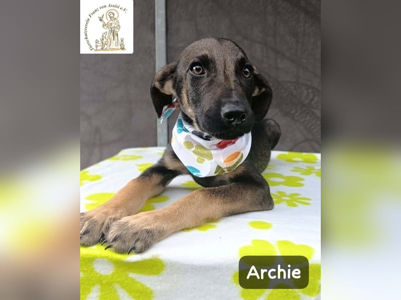 Archie – kleine Pfoten, große Aufgabe, großes Glück!