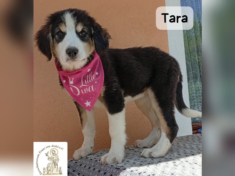 Tara – jemanden zum Bleiben finden, das wäre schön!