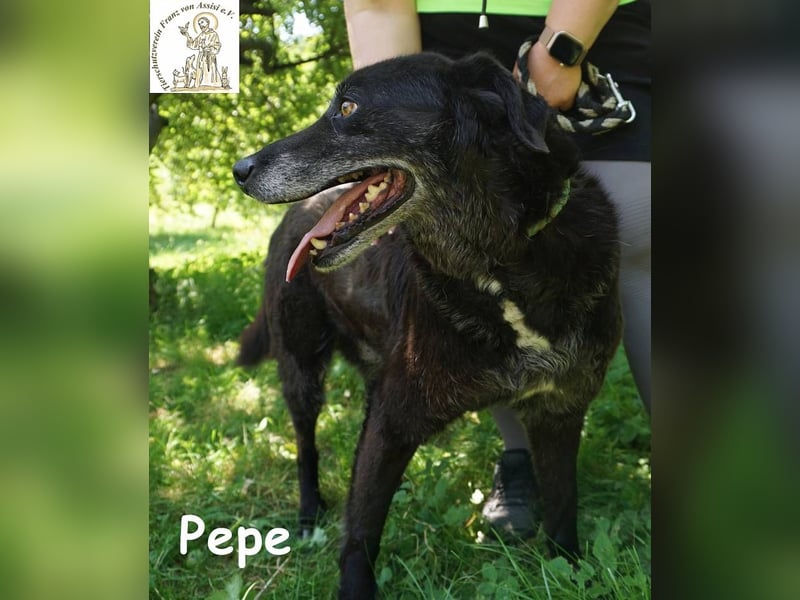 Pepe – Ein Seelentröster, ein Begleiter der nichts verlangt und alles gibt!