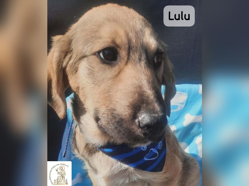 Lulu – kleiner Entdecker auf der Suche nach seinem Team!