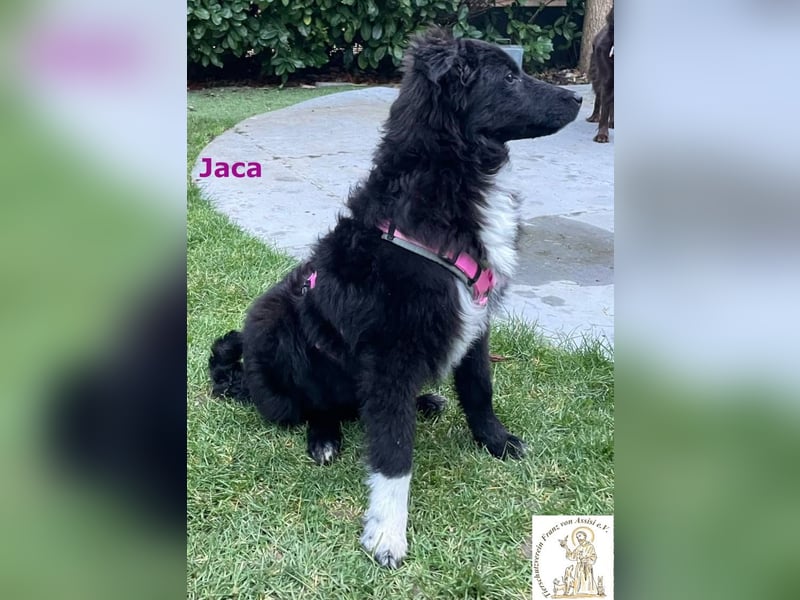 Jaca – unsere Herzensbrecherin♥️