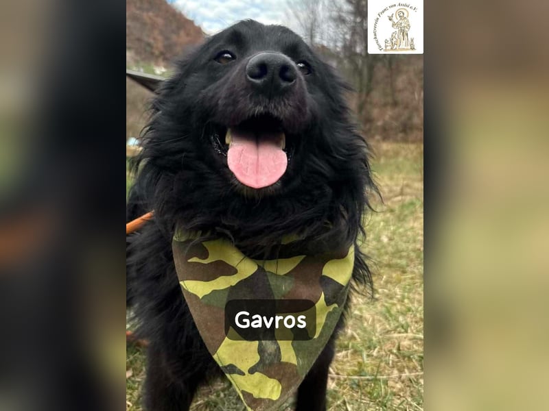 Gavros – einer, der das Leben erst noch richtig entdecken möchte!