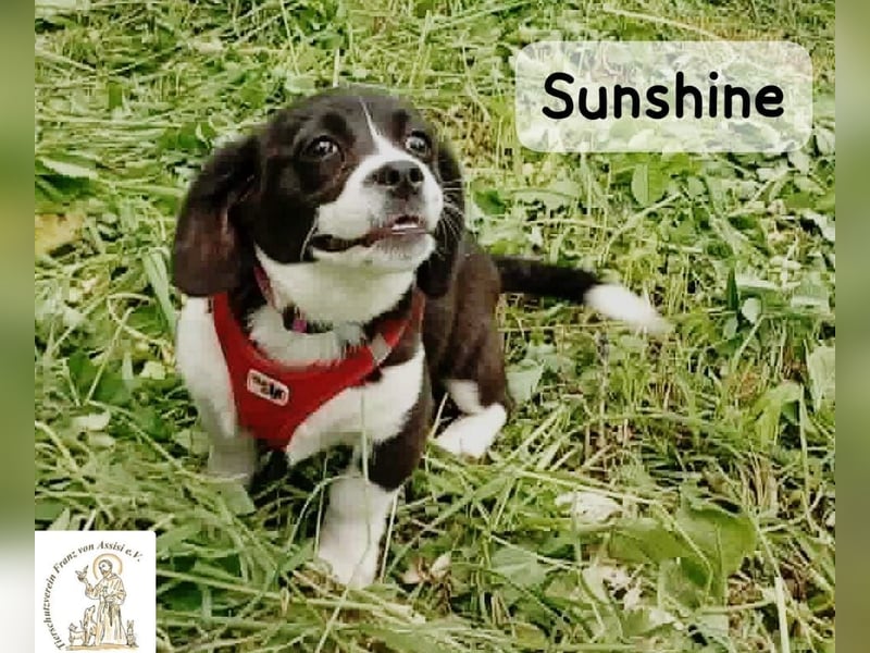 Sunshine – ein kleines Lächeln auf vier Pfoten!