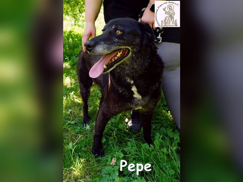 Pepe – Ein Seelentröster, ein Begleiter der nichts verlangt und alles gibt!
