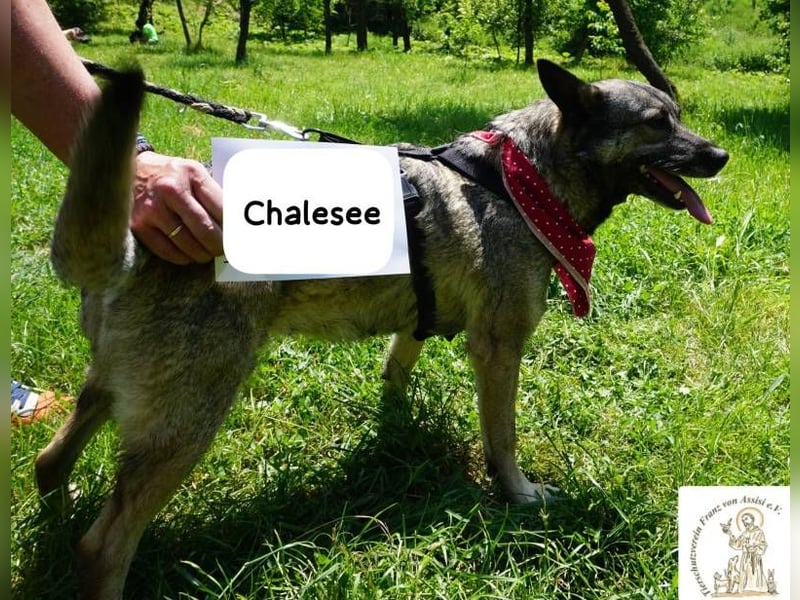 Chalesee – willensstark & wundervoll – und heimlich Prinzessin!