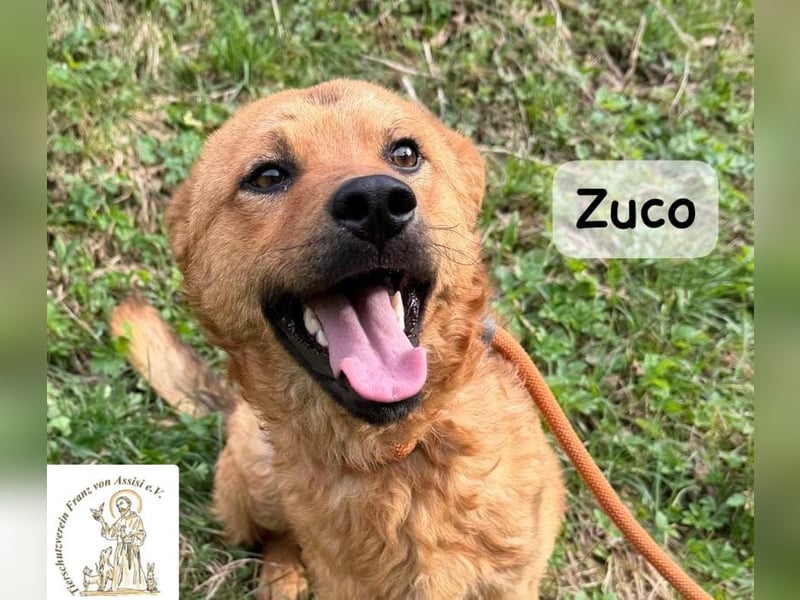 Zuco – jung, klug, charmant – und ziemlich bereit fürs Zuhause!