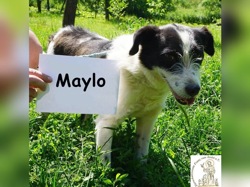 Maylo – Terrierpower im handlichen Format sucht sein perfektes Match!