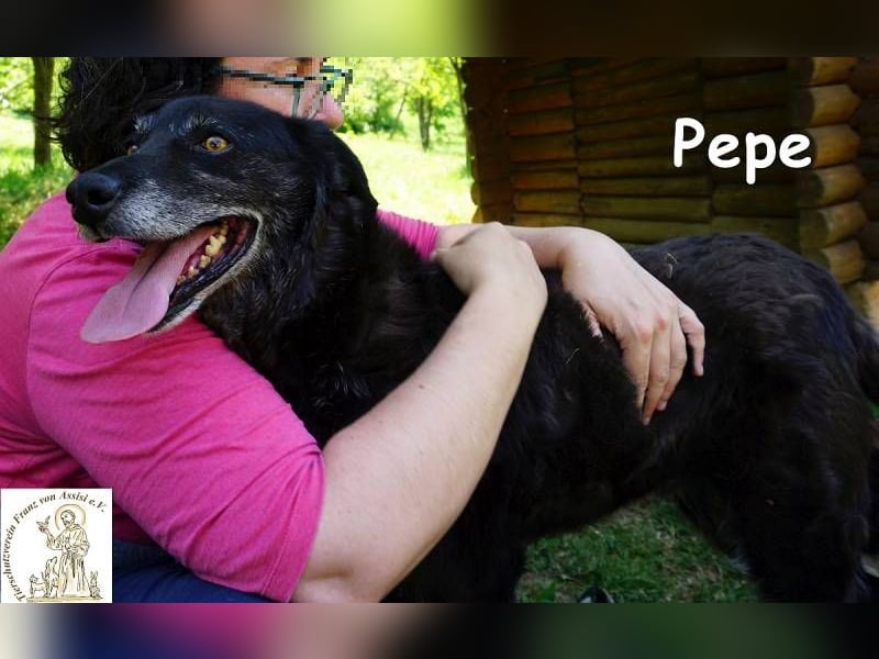 Pepe – Ein Seelentröster, ein Begleiter der nichts verlangt und alles gibt!
