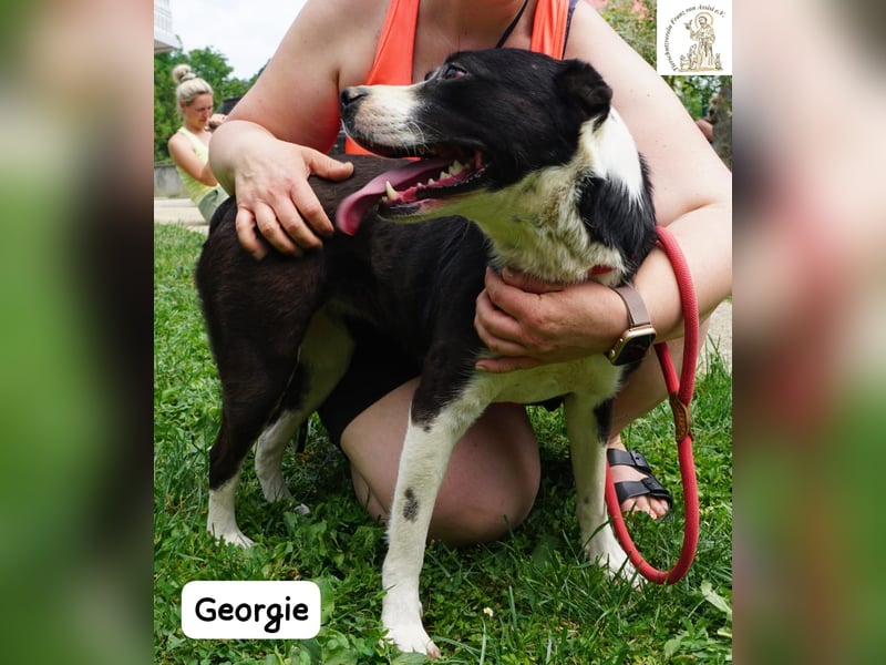 Georgie – Chaos im Herzen? Nein – nur pure Lebensfreude!