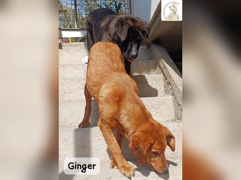 Ginger – wenn aus einem Funken ein kleines Feuerwerk wird!
