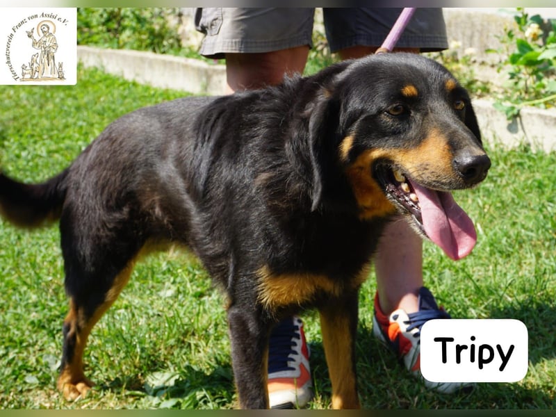 Tripy – Wer mit dem Herzen sieht, erkennt die Perfektion!