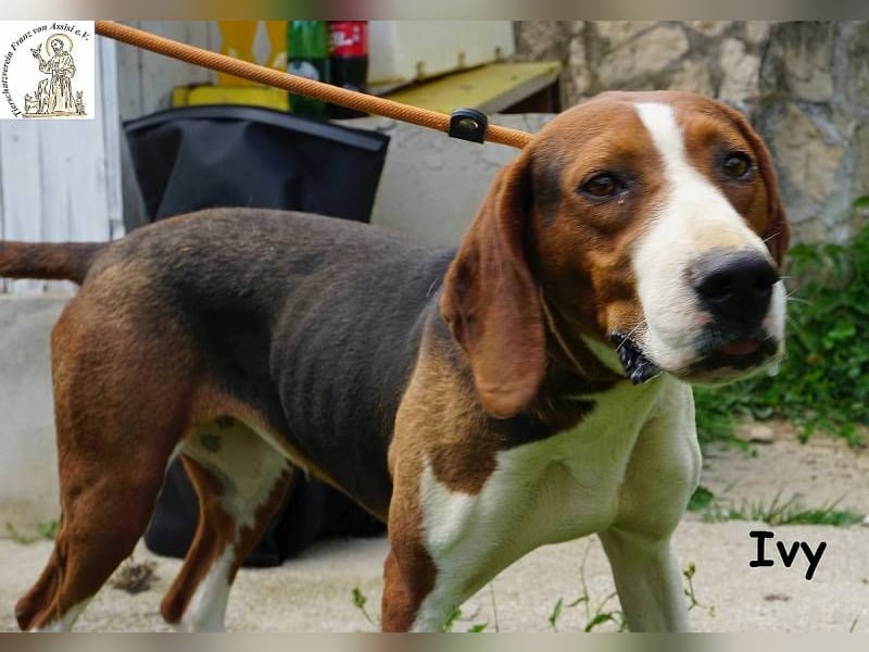 Ivy – bunte Pfotenpower und eine Mission: deine beste Freundin werden!