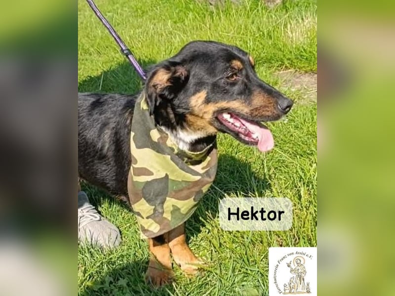 Hektor – mittendrin statt brav daneben!