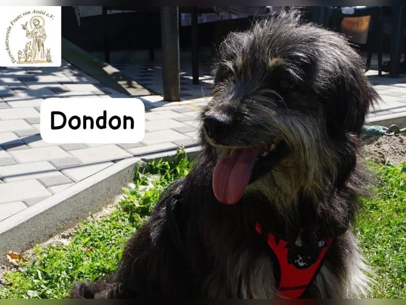 Dondon – ein Hund, der nicht laut sein muss, um besonders zu sein!
