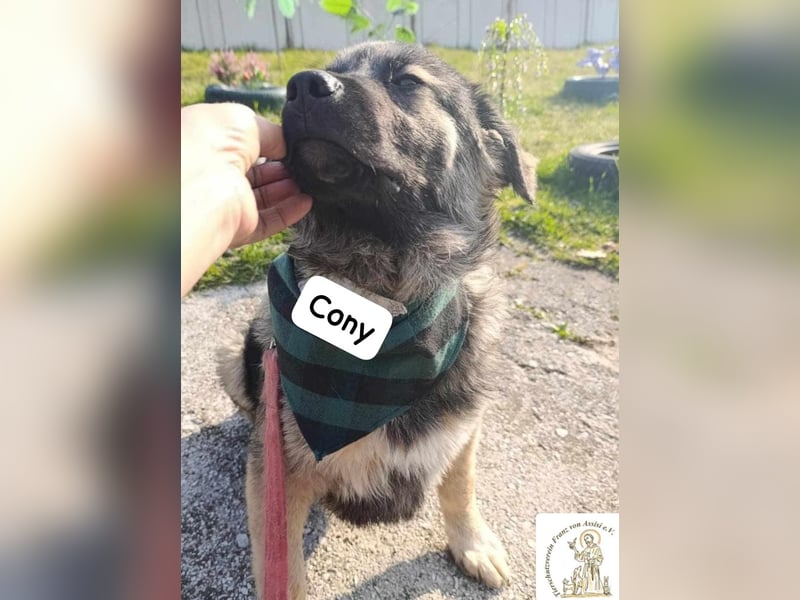 Cony – das Abenteuer beginnt hier!