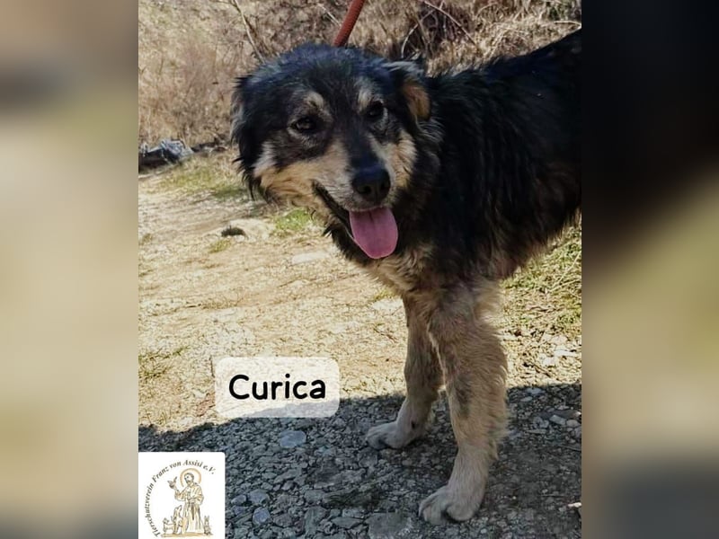 Curica – sucht Menschen, die ihr zeigen, wie sich Zuhause anfühlt!