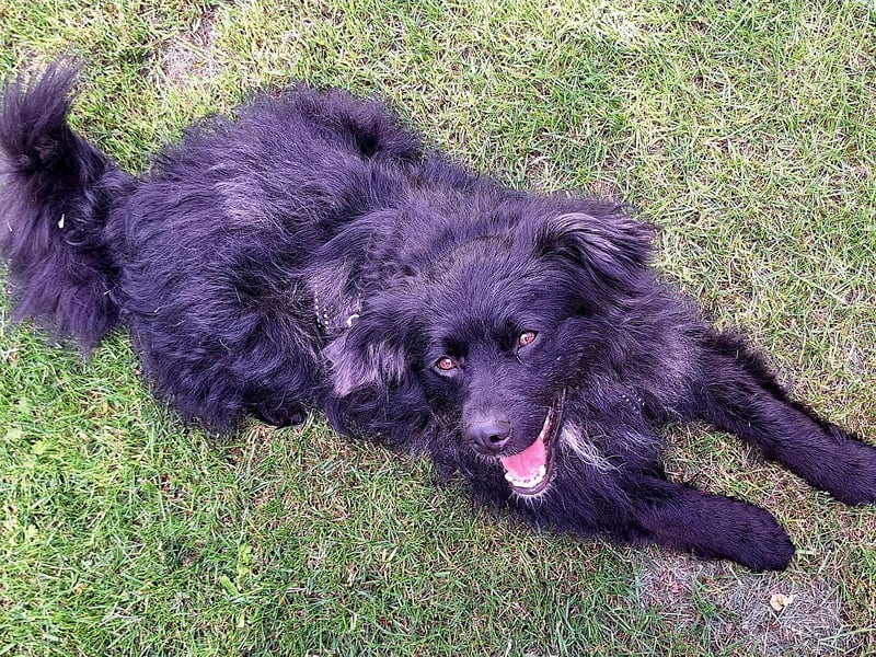 Nero – Herzensbrecher mit viel Charme und einigen Flausen im Kopf!