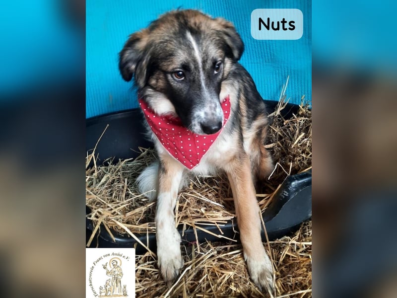 Nuts – leise beginnen, gemeinsam stärker werden!