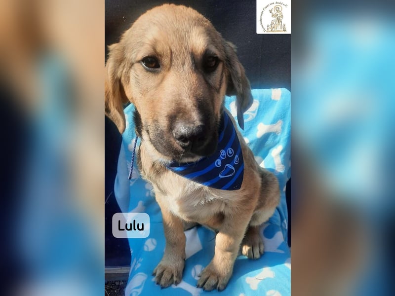 Lulu – kleiner Entdecker auf der Suche nach seinem Team!