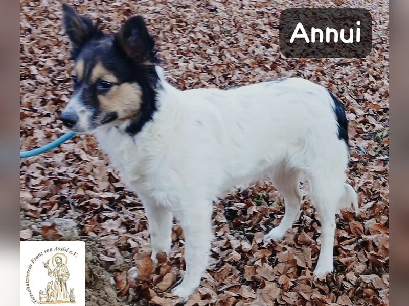 Annui – einmal gesehen, für immer im Kopf!
