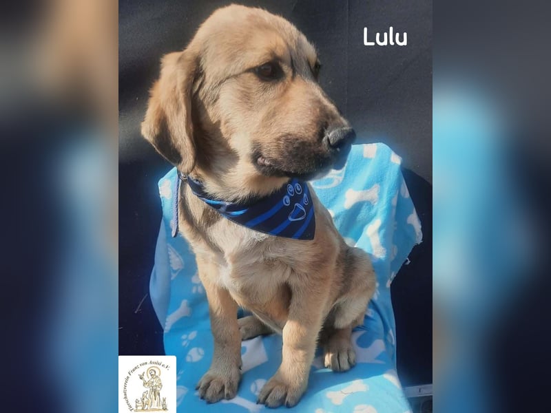 Lulu – kleiner Entdecker auf der Suche nach seinem Team!