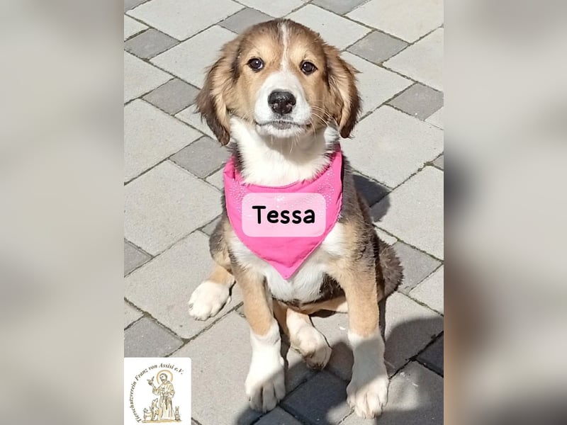 Tessa – manche Schätze findet man auf vier Pfoten!