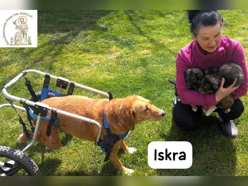 Iskra – Wenn Lebensmut Flügel bekommt!