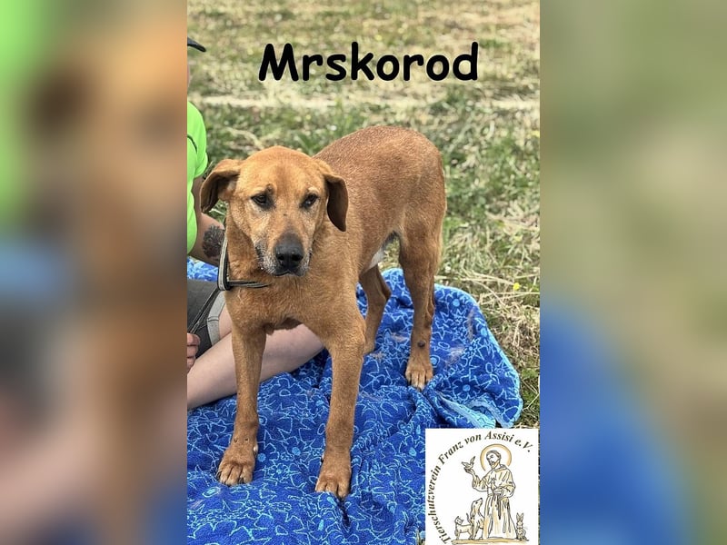 Mrskorod - Auf der Suche nach einer besseren Zukunft!