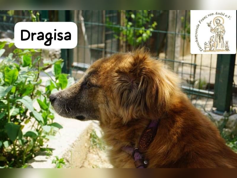 DRAGISA – sanftmütiger Oldie zum Verlieben