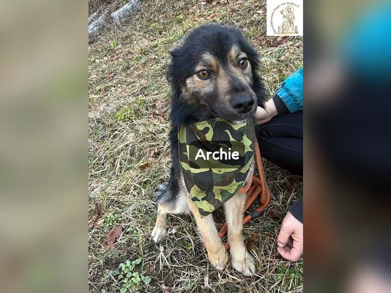Archie – der Moment, in dem ein Hund dein Leben verändert!