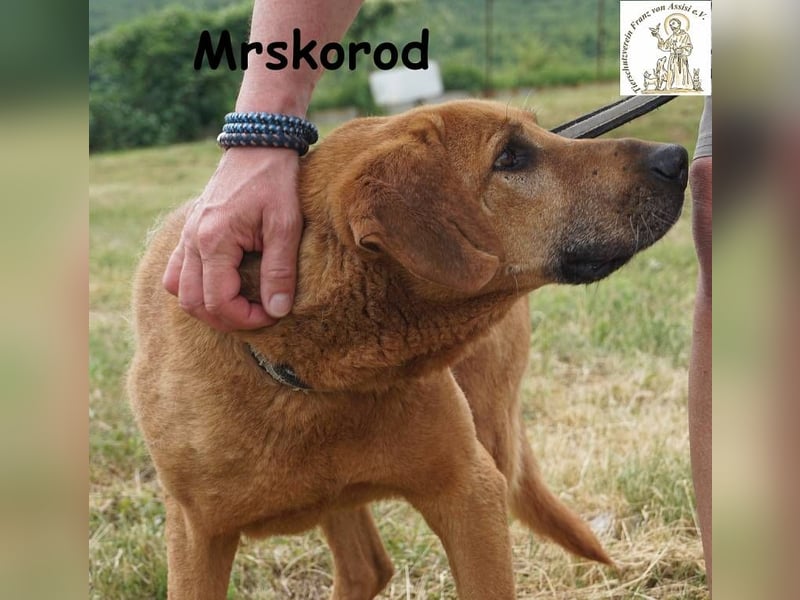 Mrskorod - Auf der Suche nach einer besseren Zukunft!