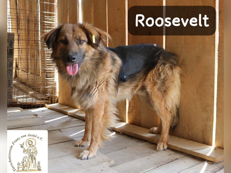 Roosevelt – ein Lächeln auf vier Pfoten!