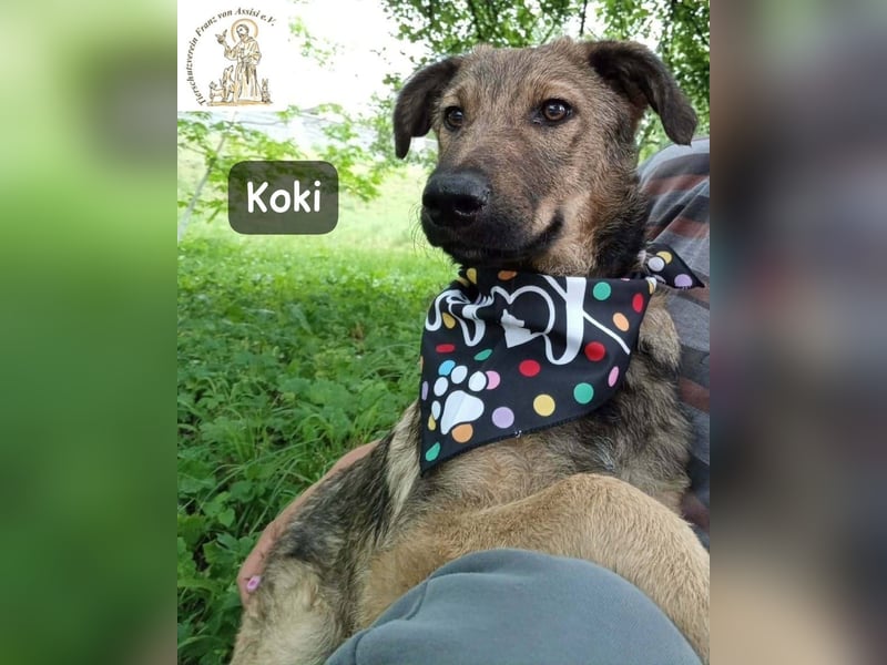 Koki – Wer Abenteuer sucht, sollte jetzt weiterlesen!