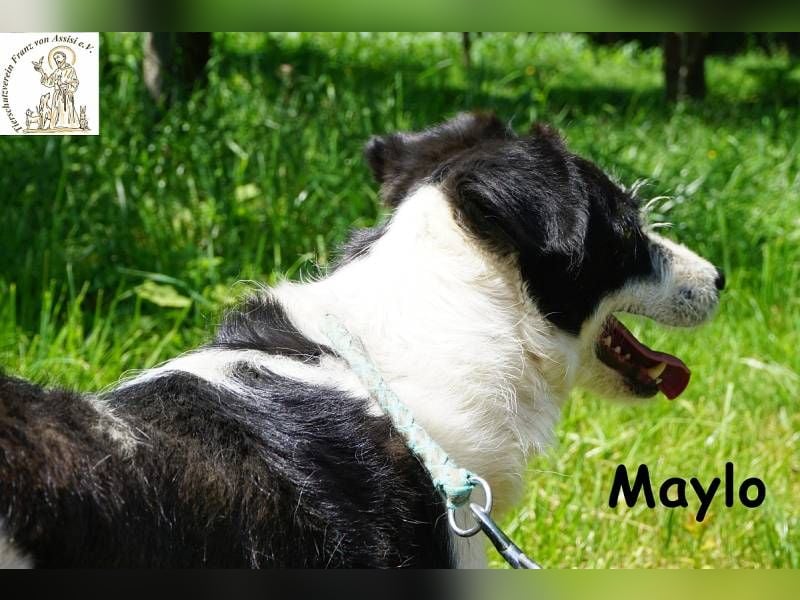 Maylo – Terrierpower im handlichen Format sucht sein perfektes Match!