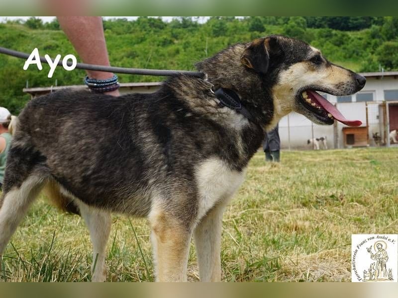 Ayo – Abenteuerlustig und Lernbereit