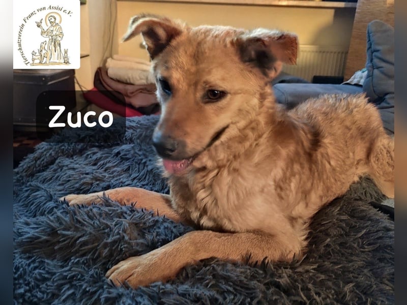 Zuco – jung, klug, charmant – und ziemlich bereit fürs Zuhause!