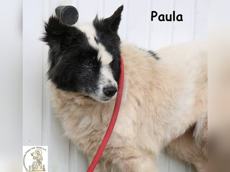 Paula – sucht ein Zuhause, damit ihre Seele heilen darf!