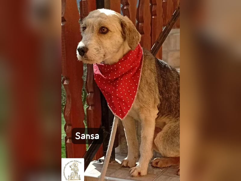 Sansa – der Neuanfang steht ihr einfach gut!