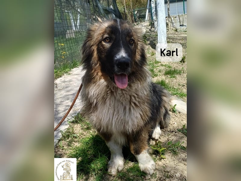 Karl – ein echtes Unikat auf vier Pfoten!